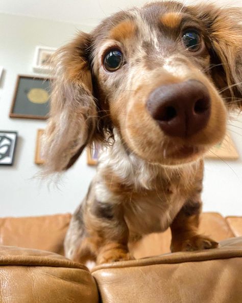 Fluffy Dachshund, Dashund Dogs, Puppies Dachshund, Miniature Dachshund Puppies, Daschund Puppies, Puppy Dachshund, Weenie Dog, Dapple Dachshund, Cute Animals Puppies