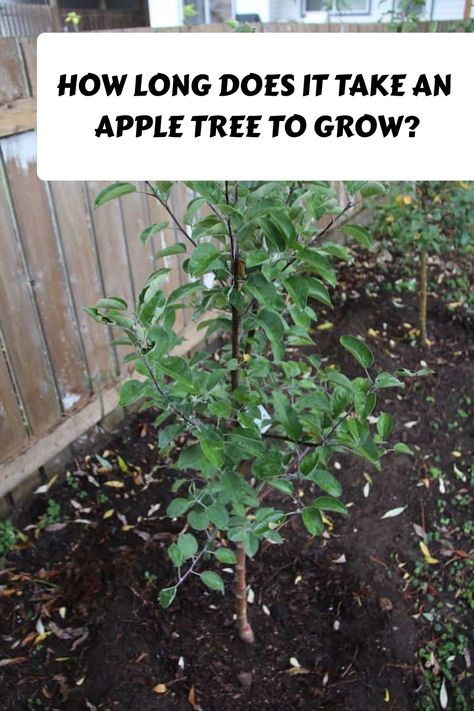 It’s harvest time! Have you recently planted your own apple tree and are wondering how long it takes for an apple tree to grow? When To Plant Apple Trees, Planting Apple Trees, Growing Apple Trees, Apple Tree Care, Apple Tree From Seed, Fruit Tree Garden, Nut Trees, Tree Seedlings, Tree Growth