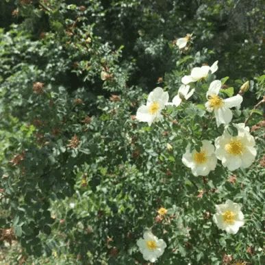 Petals In The Wind, Stim Board, The Wind, Beautiful Nature, A Place, Tumblr, Film, Van, Plants