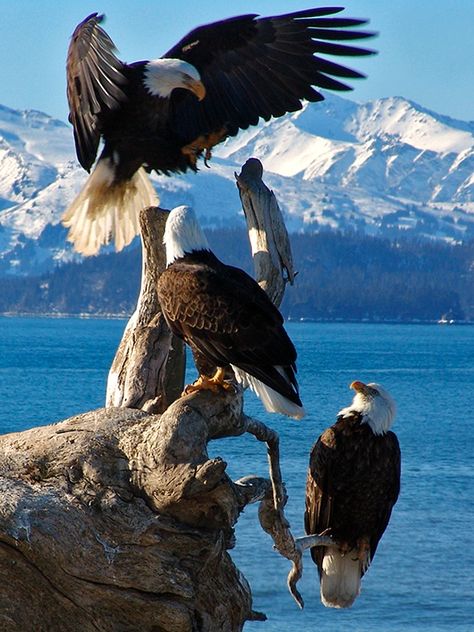 Absolutely gorgeous pin of family of eagles up in Alaska!!!!! Homer Alaska, Regnul Animal, Bald Eagles, Brasov, Pretty Birds, Birds Of Prey, Wild Life, Animal Photo, Nature Animals