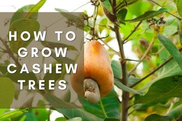 Cashew Nut Tree, Cashew Tree, Nut Trees, Farm Food, Tropical Tree, Sandy Soil, Raw Cashews, Food Forest, Tree Care