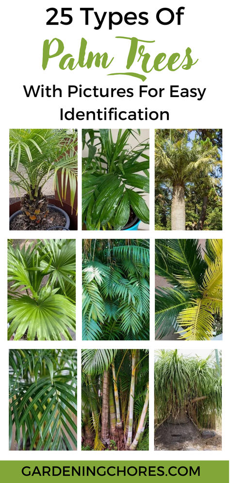 25 Different Types Of Palm Trees With Pictures For Easy Identification Types Of Trees Landscaping, Palm Tree Varieties, Different Types Of Palm Trees, Palm Tree Base Landscaping, Pigmy Palm Trees Landscaping Ideas, Foxtail Palm Landscaping, Travelers Palm Tree, Palm Garden Ideas, Palm Tree Landscape Ideas Front Yards