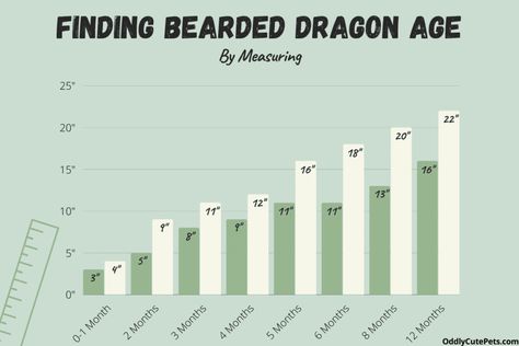 How To Tell How Old Your Bearded Dragon Is (and Age Chart) Bearded Dragon Growth Chart, Bearded Dragon Weight Chart, Breaded Dragon, Bearded Dragon Care, Weight Charts, Reptiles Pet, Growth Chart, Medical History, How Old