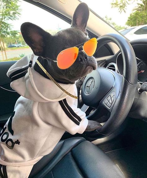 MY CUTEST FRENCHIE 💖 on Instagram: “Get in the car, girl 😂😂 @lil_bodhi_bleu 🔖 Tag us and hashtag #mycutestfrenchie in your posts for features! . . . .  . . .…” French Bulldog Facts, French Bulldog Shirt, French Bulldog Gifts, Frenchie Lovers, Super Cute Puppies, Bulldog Shirt, Cute French Bulldog, Bulldog Lover, French Bulldog Puppies