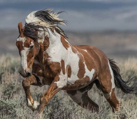 400 Native American Indian Horse Names Horse Names, Wild Horse, American Indian, Mustang, Native American, Horses, Running