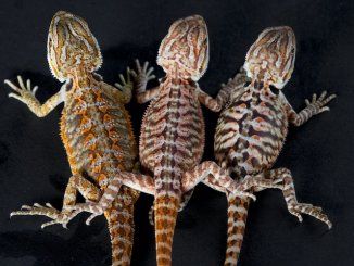 Bearded Dragon Anatomy, Bearded Dragon Shedding, Bearded Dragon Morphs, Red Bearded Dragon, Bearded Dragon Colors, Dragon Species, Bearded Dragon Diy, Dragon Super, Types Of Dragons