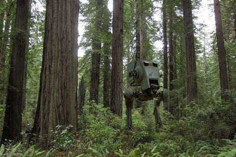 Redwood National Park Endor Forest, Star Wars Endor, Highway 101, Funny Star Wars Memes, Forest Moon, Other Planets, Best Wallpapers, Giant Tree, Star Wars Movie