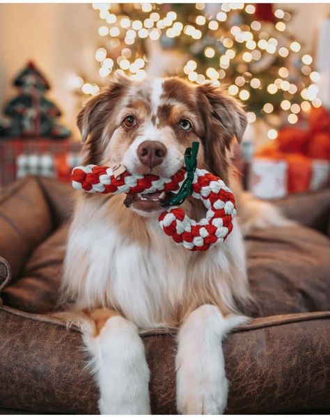 Christmas Photoshoot Couples With Dog, Cute Dog Christmas Photos, Outside Christmas Photoshoot With Dog, Christmas Photo Shoot With Dog, At Home Christmas Photoshoot With Dog, Dog Christmas Pictures Ideas, Puppy Christmas Photoshoot, Christmas Puppy Photoshoot, Pet Holiday Photos