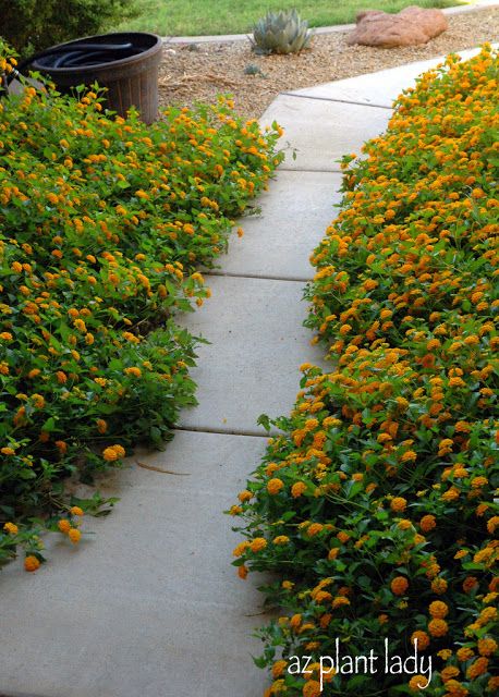 Trailing Lantana, Lantana Flower, Lantana Plant, Deer Resistant Garden, Stone Landscaping, Planting Ideas, Bee Garden, Backyard Paradise, Desert Garden