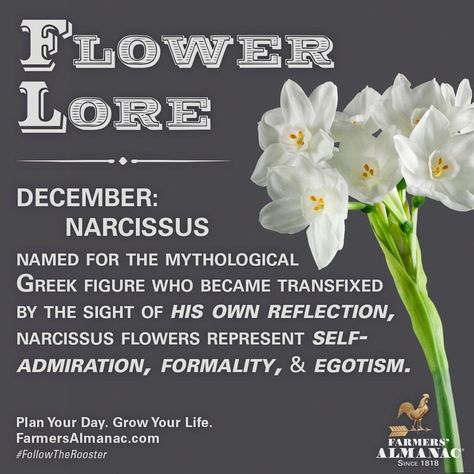 Happy December!! #BirthFlower #DecemberLore #HappyBirthday Daffodils Planting, December Flower, Birthday Month Flowers, December Birth Flower, December Gift, Farmers Almanac, Narcissus Flower, Birth Flower Tattoos, Happy December