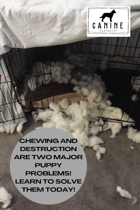 Prior to getting your puppy make sure your puppy proof your house and yard. Remove all things the puppy will want to chew on, including but not limited to picking up shoes/ loose clothing articles in a basket up on a shelf where they cannot reach. Removing nice area rugs they could chew on. Cover dangerous or exposed cables and wires to avoid electrocution and electrical sockets should be covered. Puppy Proofing House Ideas, Puppy Proofing House, Cables And Wires, Diy Dog Kennel, Puppy Proofing, Dog Behavior Problems, Puppy Chewing, Loose Clothing, Behavior Problems