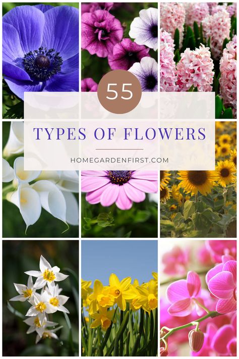 Here is a comprehensive collection of stunning flower types. It features captivating images and informative descriptions of different types of flowers, ranging from classic roses and elegant lilies to exotic orchids and cheerful sunflowers. Whether you're a gardening enthusiast, a flower lover, or simply appreciate the beauty of nature, this pin is a visual treat that will inspire you with the diverse world of flowers. Flower Species Chart, List Of Flowers Names, Names Of Flowers With Pictures, Types Of Flowers And Meanings, Flower Types Chart, All Types Of Flowers, Type Of Flowers, Flowers Name List, Flowers Types