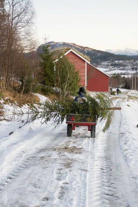 Old Fashioned Christmas, A Barn, Christmas Tree Farm, Christmas Memory, Christmas Scenes, Primitive Christmas, Noel Christmas, Red Barn, Jolie Photo