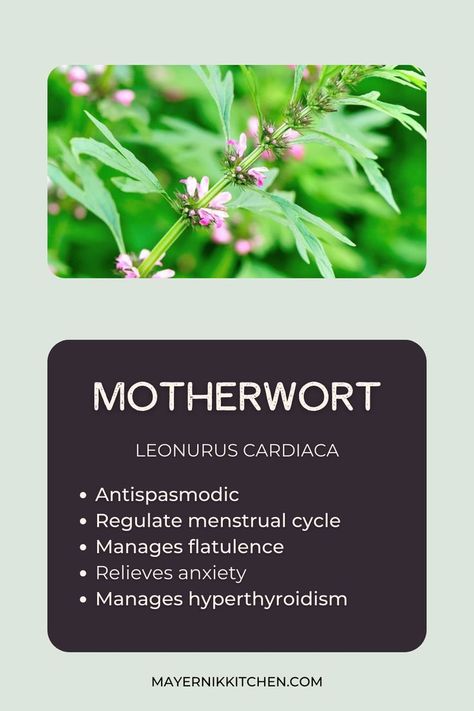 Mother Wort Benefits, Motherwort Plant, Motherwort Benefits, Motherwort Tincture, Herb Facts, Alkaline Herbs, Labor Prep, Herbs Medicine, Medicinal Herbs Remedies