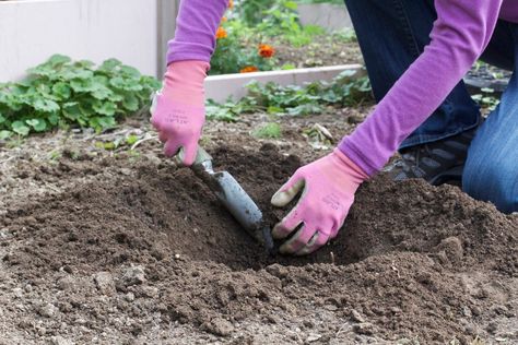 How To Improve Garden Soil | American Meadows Hosta Varieties, Healthy Soil, American Meadows, Shade Garden Plants, Hosta Plants, Plant Nutrients, Thriving Garden, Disease Control, Soil Testing