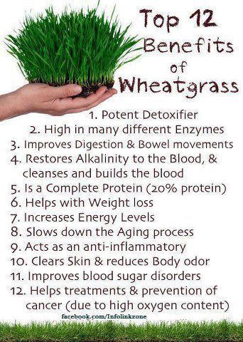 Just started drinking these shots at my local juice bar, and they are TOTALLY worth investing in:))  Easy Homesteading: 12 Benefits Of #Wheatgrass Increase Energy Levels, Homestead Survival, Wheat Grass, Disease Prevention, Improve Digestion, Health Info, How To Increase Energy, Herbal Remedies, Superfoods