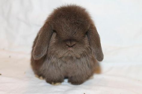 grumpy bunny. Chocolate Bun, Grumpy Bunny, Mad Face, Bunny Cat, Holland Lop, Bunny Bunny, Dog Puppies, Bunny Pictures