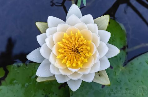 American white waterlily (Nymphaea odorata) from above [OC] [1600x1045] Water Lily From Above, Lotus Flower From Above, Lotus From Above, Poster Layouts, Plant Reference, Painting Clothes, Lotus Flower Painting, Lily Lotus, Plant Fungus