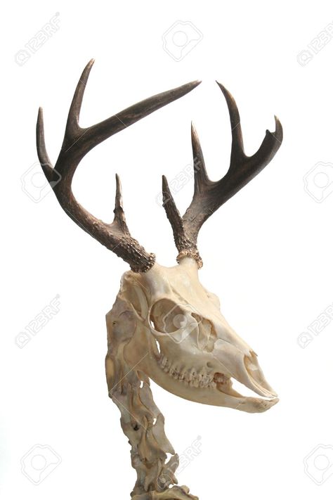 Deer Skeleton, Skull Images, Skull Anatomy, Anatomy Bones, Skull Reference, Animal Skeletons, Animal Skull, Vulture Culture, Skeleton Bones