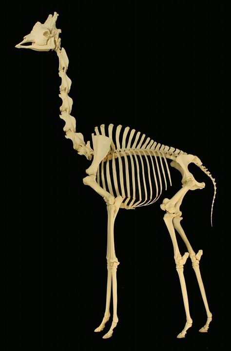 This is a picture of a giraffe skeleton on exhibit at the Museum of Osteology, Oklahoma City, Oklahoma. Giraffe Skeleton, Fun Facts About Giraffes, Skeleton Muscles, Giraffe Facts, Dog Skeleton, Animal Skeletons, Skeleton Bones, A Giraffe, Animal Bones