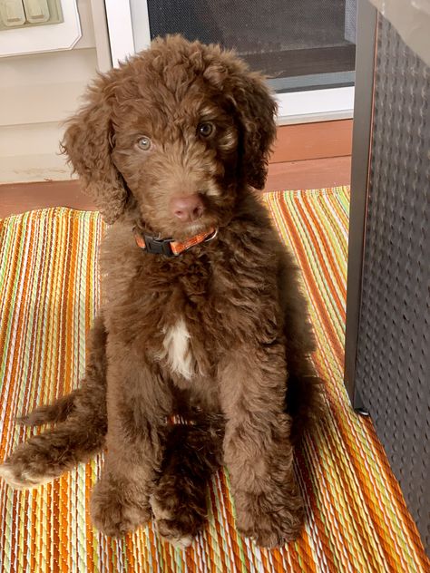 Chocolate Labordoodle, Chocolate Mini Goldendoodle, Brown Doodle Dog, Chocolate Goldendoodle Puppy, Chocolate Doodle Dogs, Chocolate Golden Doodle, Goldendoodle Chocolate, Goldendoodle Brown, Chocolate Doodle