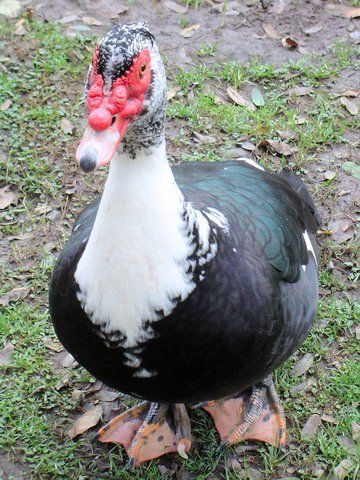 Muscovy ducks Sebastopol Geese, Muscovy Ducks, Male Duck, Luxury Farm, Florida Wildlife, Duck Breeds, Muscovy Duck, Wild Duck, Duck Bird