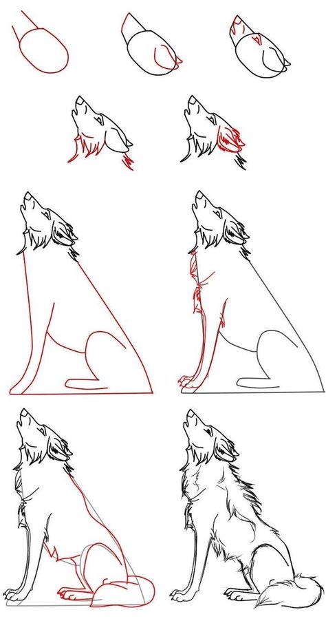 Draw A Wolf, Wolf Sketch, Animal Drawings Sketches, 강아지 그림, Drawing Faces, Wolf Drawing, Pencil Art Drawings, A Wolf, Wolf Art