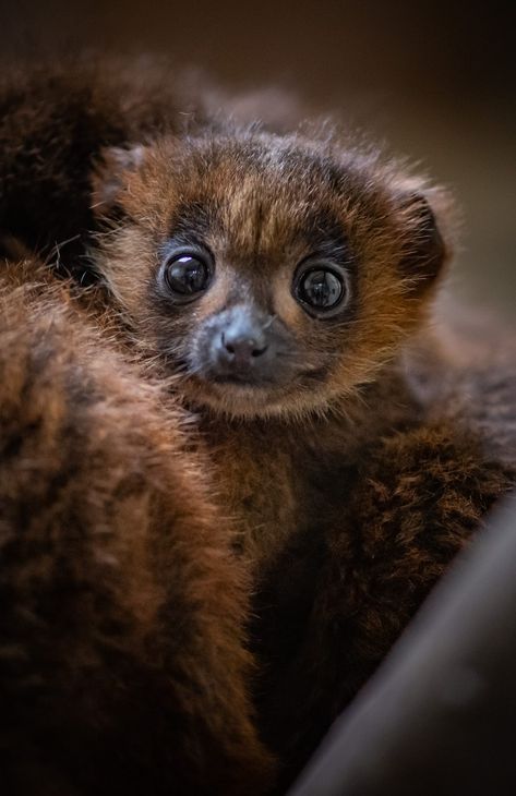 Baby Lemur, Chester Zoo, Ape Monkey, Animal Babies, Mandrill, Baby Red, Barack And Michelle, Animal References, Creature Feature