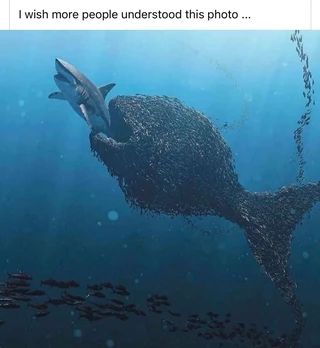 Found on iFunny Tw 125, Zero Wallpaper, Smart Auto, Small Fish, Shark Week, Everything Changes, Pet Puppy, Big Fish, Texas Rangers