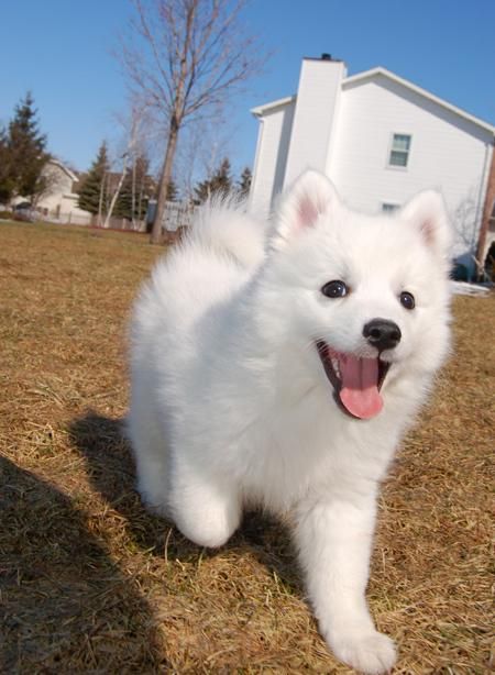 spitz puppy CANNOT HANDLE IT Japanese Spitz Puppy, Japanese Spitz Dog, Spitz Puppy, Spitz Dogs, Japanese Spitz, Japanese Dogs, Samoyed Dogs, Happy Puppy, White Dog