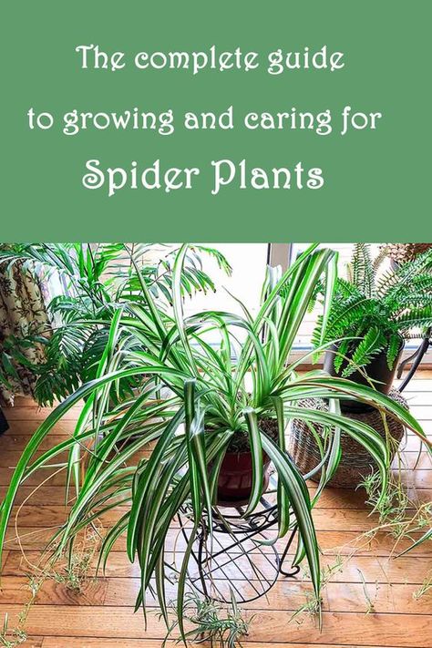 Fun Plants To Grow Indoors, How To Care For Spider Plants Indoors, Caring For Spider Plants, How To Grow Spider Plants, Caring For Indoor Plants, Spider Plant Planter Ideas, Indoor Spider Plant, How To Care For Spider Plants, Spider Plants Care