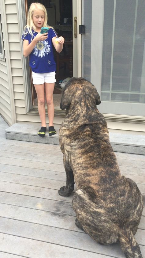 Lucien getting a birthday cupcake! English Mastiff (Brindle) 225lbs Brindle Mastiff, Mastiff Breeds, Stud Dog, English Mastiff, Birthday Cupcake, Lap Dogs, Large Dog Breeds, Gentle Giant, 3 Kids