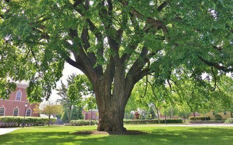 Utah Landscaping, Urban Tree, Elm Tree, Forest Habitat, Small Town America, Rock Landscaping, Urban Forest, Street Trees, Big Rock