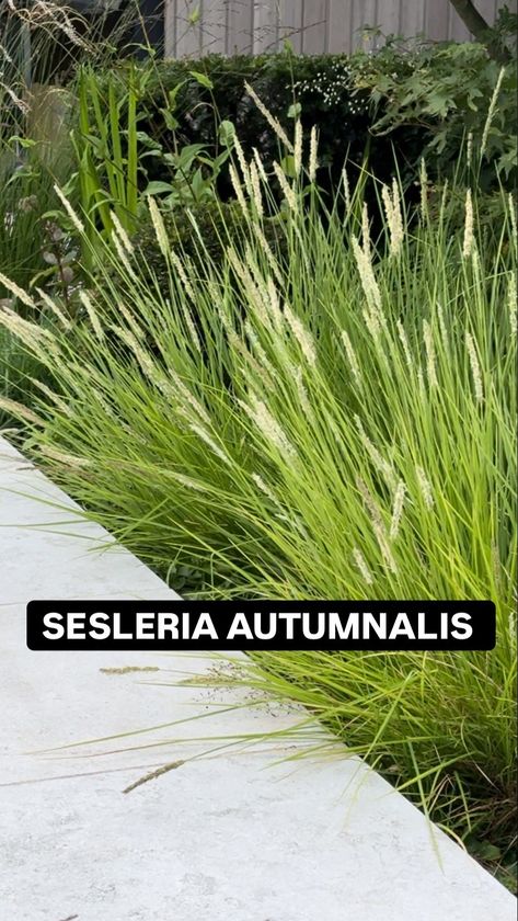 Lucy Tudor - Lucy Willcox Garden Design | Sesleria Autumnalis! What a winner of a grass. Evergreen, lime green tones, gorgeous seedheads. Great in full sun, part shade and most soil... | Instagram Sesleria Autumnalis, Soil Types, Shade Grass, Bell Gardens, Ornamental Grasses, Green Tones, Types Of Soil, Horticulture, Lime Green