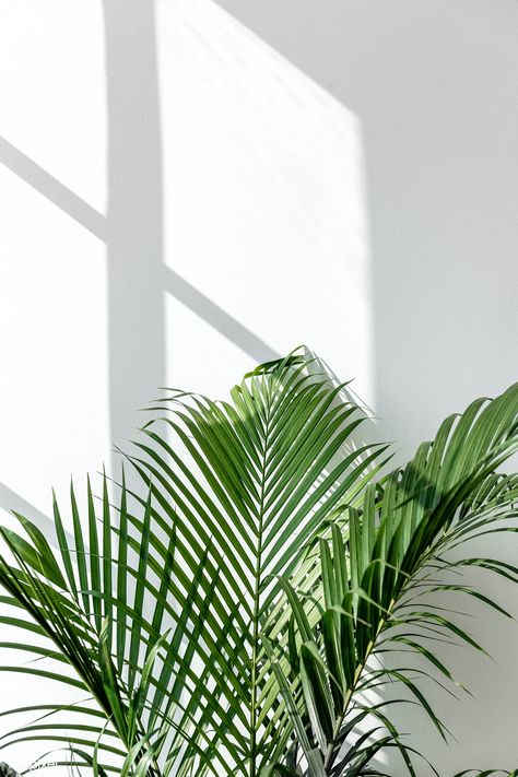 Fresh green areca palm leaf by a white wall | premium image by rawpixel.com / Jira Leaves Wallpaper Iphone, Window Shadow, Mint Green Aesthetic, Wallpaper Estetika, Palm Leaf Wallpaper, Areca Palm, Plant Wallpaper, Green Photo, Plant Aesthetic