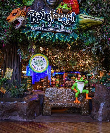 Rainforest Cafe Aesthetic, Cafe Snacks, Graphic Exhibition, Jungle Junction, Eden Rain, Forest Cafe, Morning Magic, Rainforest Cafe, Zoo Party