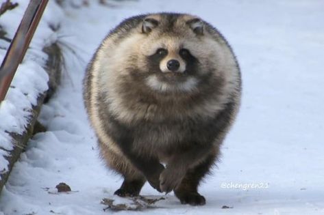 Japanese Raccoon Dog, Aggressive Animals, Raccoon Dog, Cute Animal Memes, Trash Panda, Silly Animals, Like Animals, Funny Animal Memes, Sweet Animals