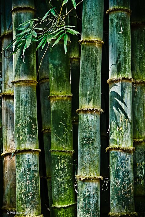 bamboo - Alajuela, Costa Rica Bamboo Trees, Afrikaanse Kunst, Bamboo Art, Bamboo Forest, 수채화 그림, Green Aesthetic, Shades Of Green, Mother Nature, Costa Rica