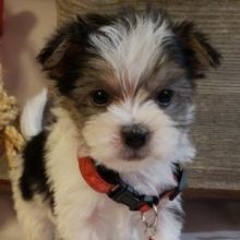 Biewer Terrier For Sale, Shorkie Puppies, Morkie Puppies For Sale, Morkie Dogs, Biewer Yorkie, Morkie Puppies, Yorkie Puppy For Sale, Teacup Yorkie Puppy, Cute Small Dogs