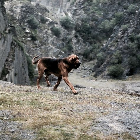 Reuben the Bloodhound | The North Realm Hound Dog Aesthetic, Bloodhound Aesthetic, Bloodhound Puppies, Fairytale Retelling, Bloodhound Dogs, Throne Of Glass Fanart, Find Your Aesthetic, Magic Aesthetic, Blue Book