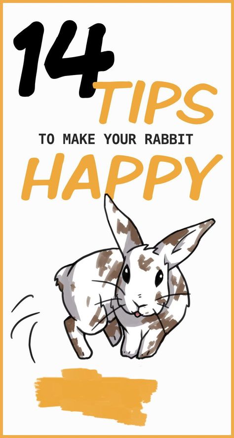 Is your rabbit showing signs of a happy bunny? Learn what behaviors your rabbit uses to express joy and happiness. You can read your rabbit's body language and have a happy binky bunny using this list of tips that will make your rabbit's day! Rabbit Showing, Rabbit Things, Diy Bunny Toys, Bunny Care Tips, Bunny Things, Rabbit Facts, Rabbit Behavior, Rabbit Stuff, Rabbit Enclosure