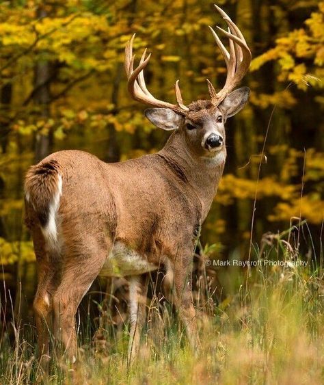 Whitetail Deer Photography, Whitetail Deer Pictures, Moose Pictures, Deer Photography, Whitetail Deer Hunting, Big Deer, Deer Hunting Tips, North American Wildlife, Northern Nevada