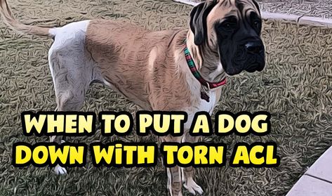 When to Put a Dog Down with Torn ACL Torn Acl In Dogs, Torn Acl, Acl Surgery, Anterior Cruciate Ligament, Acl Tear, Dog Remedies, Cruciate Ligament, Leg Braces, Scar Tissue