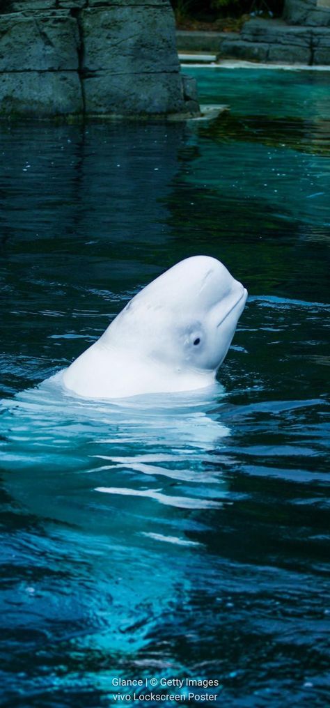 Beluga Whales, Beluga Whale, Quotes About Photography, Custom Theme, Aquatic Animals, Marine Biology, Phone Design, Sea World, Phone Themes