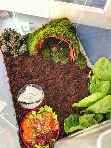 Land Snails Terrarium, Cute Snail Terrarium, Land Snail Enclosure, Snail Tank Set Up, Snail Habitat Tanks, Diy Snail Enclosure, Garden Snail Terrarium Ideas, Pet Snails Terrarium Diy, African Snail Terrarium