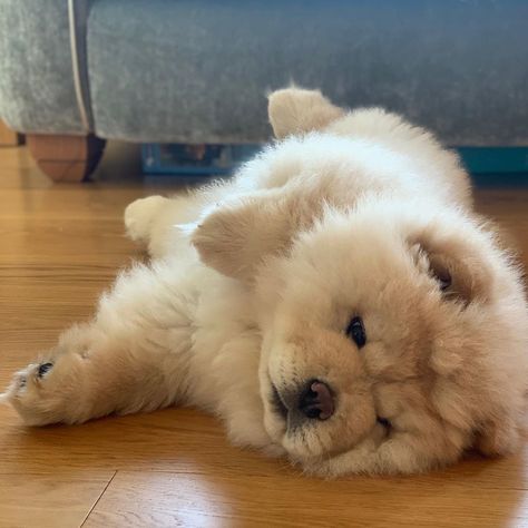 Cute Chow Chow, Perros Chow Chow, Dog Cone Collar, Chow Puppy, Cone Collar, Dog Cone, Chow Chow Puppy, Very Cute Puppies, Fluffy Puppies