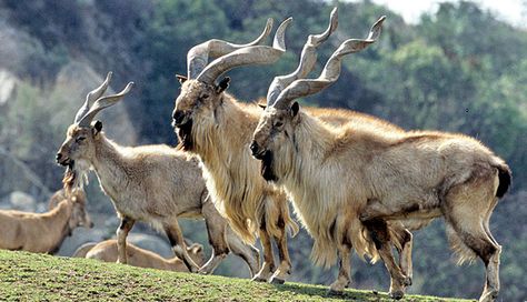 Capra falconeri/Markhor Goat National Animal, Animal Sketches, Animal Tshirt, Animal Wallpaper, Animal Tattoos, Wildlife Art, Nature Animals, Animals Friends, Wildlife Photography