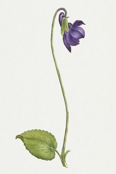 Vintage sweet violet flower psd illustration floral drawing | free image by rawpixel.com / Donlaya Violet Illustration Flower, Violet Flower Illustration, Geranium Illustration, Hamlet Movie, Violet Flower Drawing, Bobcat Painting, Blooming Illustration, Violet Drawing, Violet Illustration