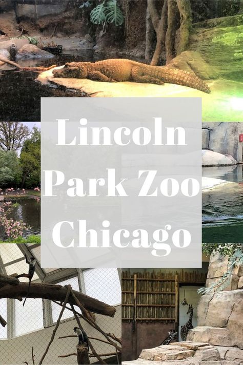 Lincoln Park Zoo Chicago tips with little kids, with family travel planning ideas, money saving tips, animals, exhibits, play area, parking, and gluten free travel options. Lincoln Park Zoo Chicago, Lincoln Park Zoo, Gluten Free Travel, Lincoln Park, Travel Planning, Planning Ideas, Free Travel, Money Saving, Money Saving Tips