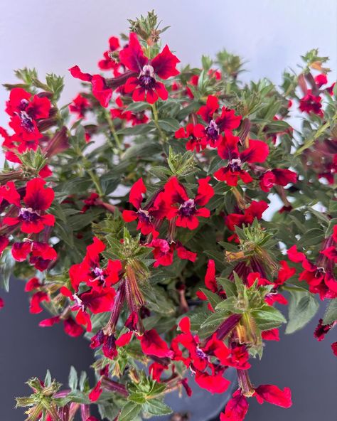 Introducing the adorable Tiny Mice Cuphea, a small, freely branching shrub that is a must-have addition to any garden. This unique plant features tubular flowers lipped with upward facing red petals that strikingly resemble mouse ears, complete with purple eyes and dark red flutes. Perfect for adding a pop of color to bedding, shrub borders, and containers in warm climates, this Cuphea is a charming and versatile addition to any garden. With its compact size and charming appearance, the Tiny ... Red Petals, Unique Plants, Purple Eyes, Flutes, Mouse Ears, Mice, Dark Red, Borders, Color Pop